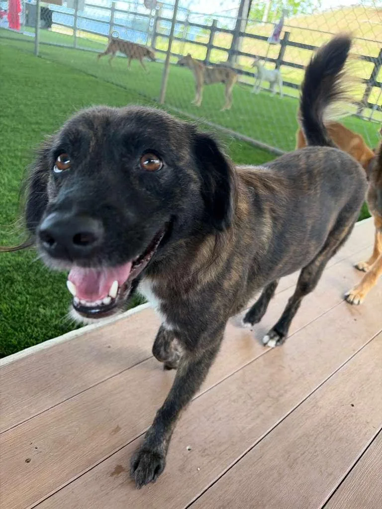 An adult medium-sized female Mixed Breed dog named Enola for adoption in Brooklyn, NY
