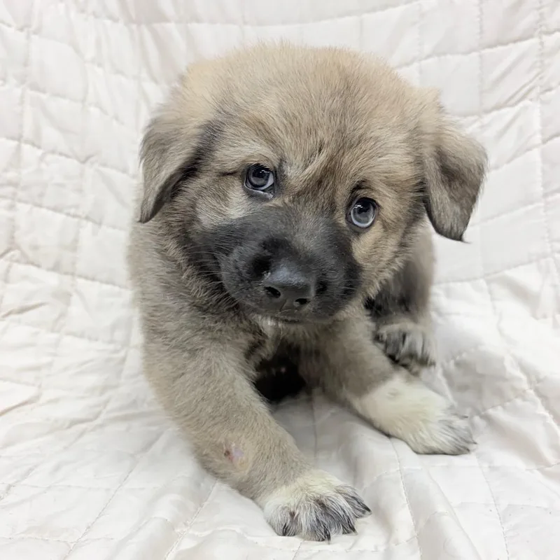 A baby small-sized male Great Pyrenees dog named Luke Twinkle Toes Skywalker for adoption in Parker, CO