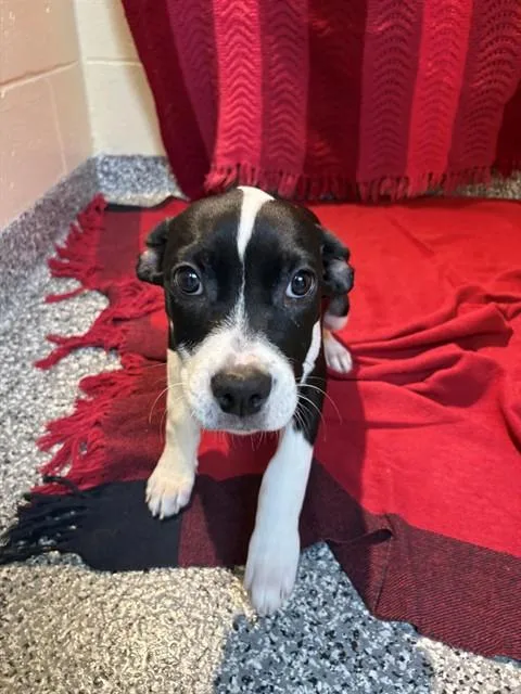 A baby medium-sized female Labrador Retriever dog named Capri for adoption in Brewster, MA
