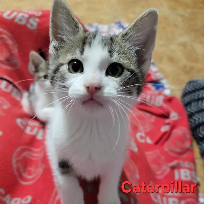 A baby small-sized male Gray / Blue / Silver Domestic Short Hair cat named Caterpillar for adoption in Roselle, IL