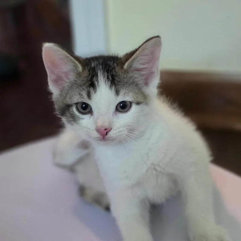 A baby small-sized male White Domestic Short Hair cat named Hunter Smurf for adoption in Muncie, IN