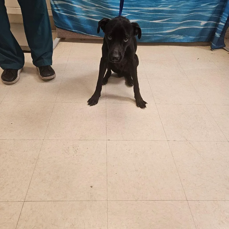 A young medium-sized male Black Mixed Breed dog named Beckett for adoption in Lake Panasoffkee, FL