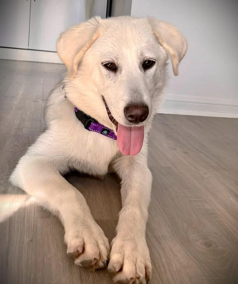 An adult large-sized female White / Cream Great Pyrenees dog named Fiona for adoption in Austin, TX