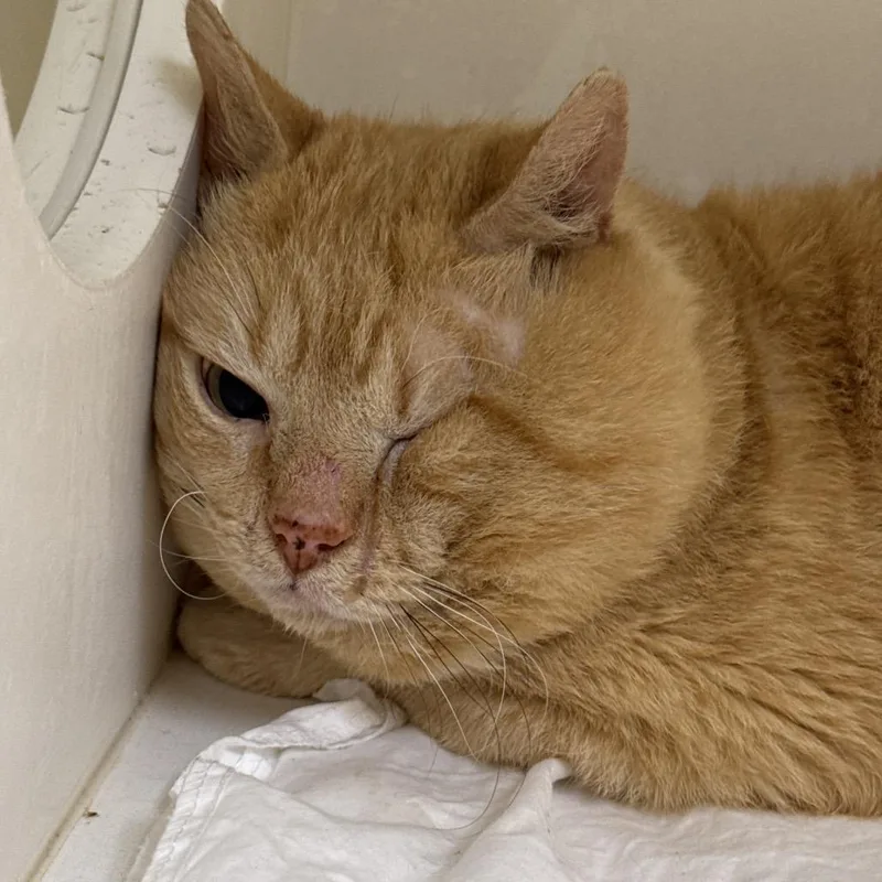 An adult large-sized male Orange / Red Domestic Short Hair cat named Nickey for adoption in Philadelphia, PA