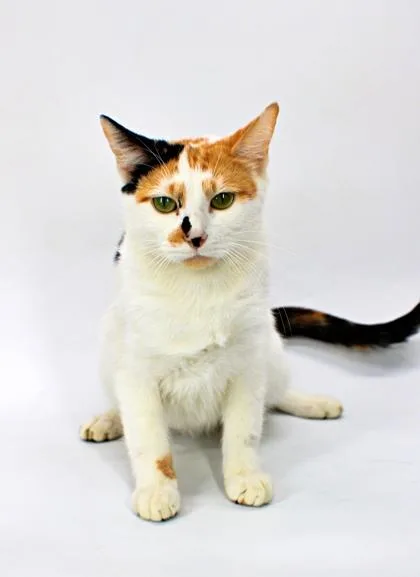 An adult small-sized female Domestic Short Hair cat named Esther for adoption in Morton Grove, IL