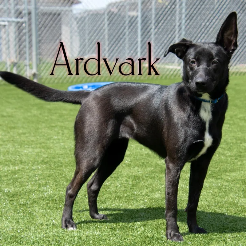 Ardvark thumbnail 2