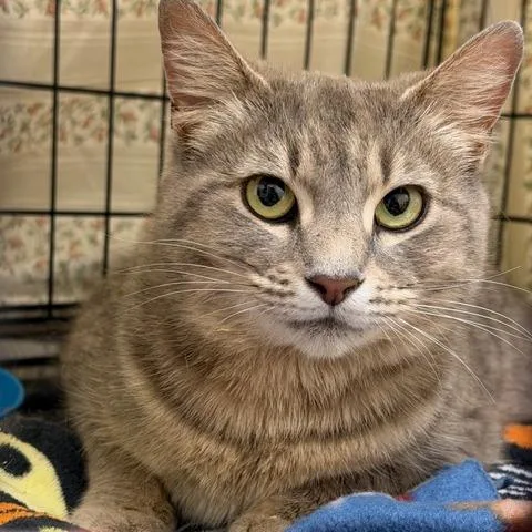 An adult medium-sized female Domestic Short Hair cat named Florence for adoption in Cumming, GA