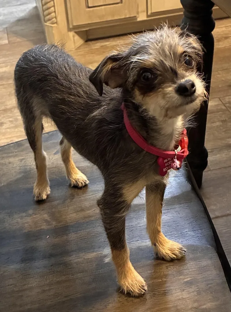 A baby small-sized female Chihuahua dog named April for adoption in fort worth, TX