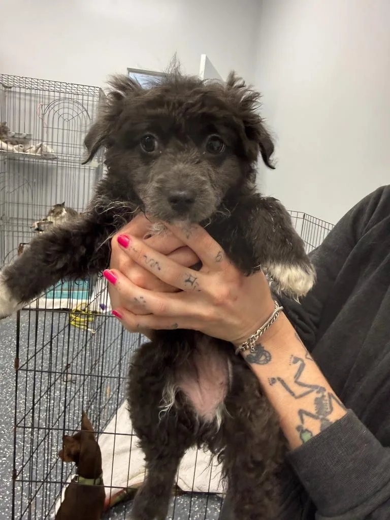 A baby small-sized female Mixed Breed dog named Battie for adoption in Thousand Oaks, CA