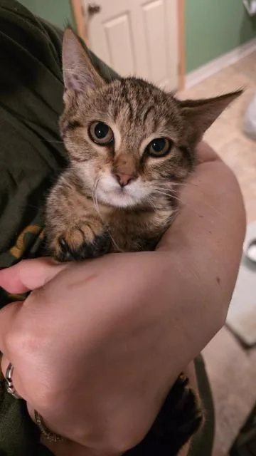 A baby medium-sized female Domestic Short Hair cat named Fluffernutter for adoption in Pawtucket, RI