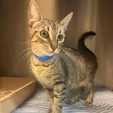 Dr. Alhashimi thumbnail 2