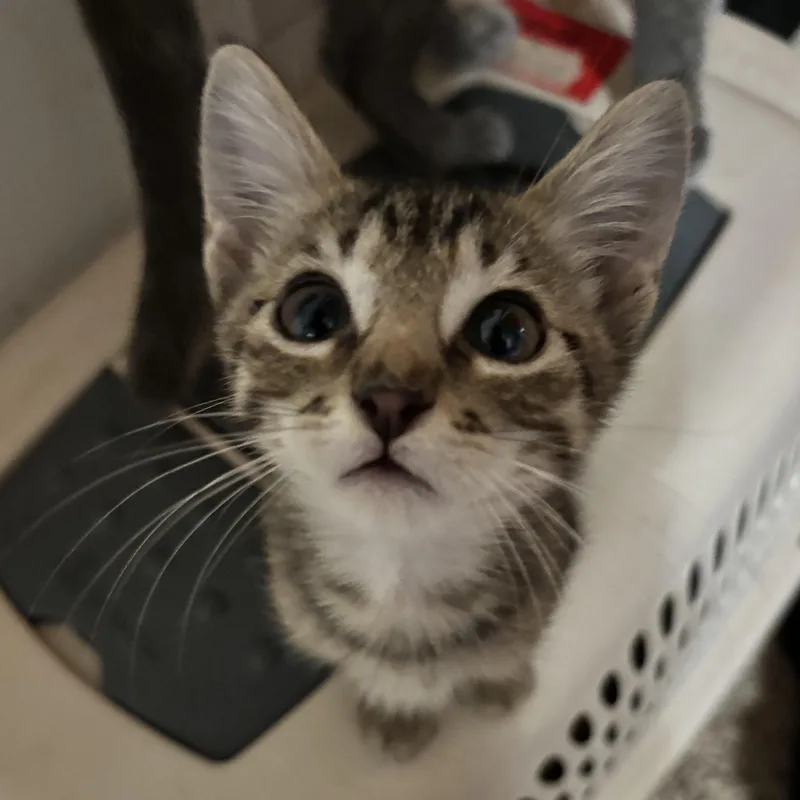 A baby medium-sized male Tabby (Brown / Chocolate) Domestic Short Hair cat named Bart for adoption in Liverpool, TX