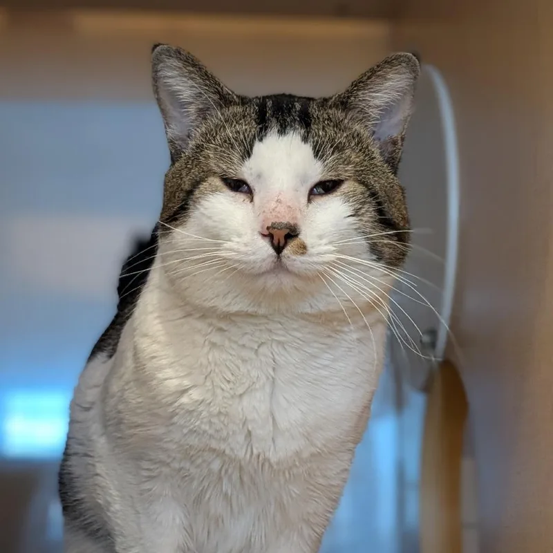 An adult large-sized male Brown / Chocolate Domestic Short Hair cat named Likeable Sand for adoption in Washington Township, OH