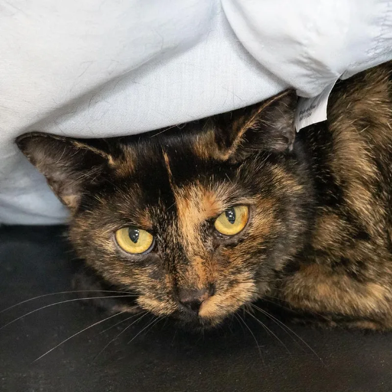 An adult medium-sized female Tortoiseshell Domestic Short Hair cat named Dahlia for adoption in McKean, PA