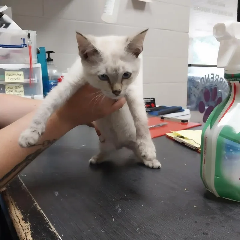 A baby small-sized female White Domestic Short Hair cat named Cindy for adoption in Lufkin, TX