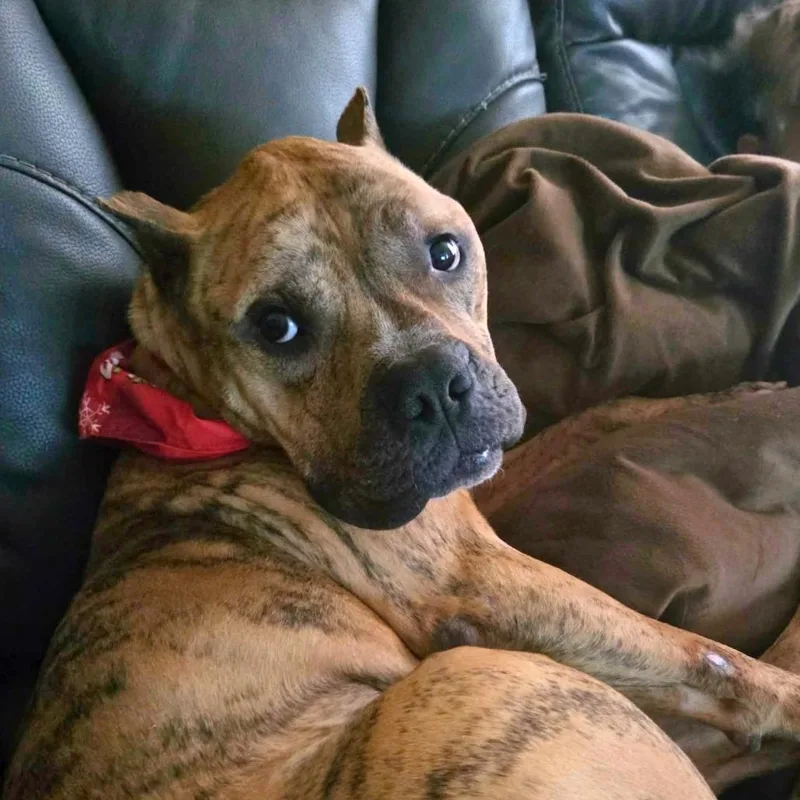 An adult medium-sized male Brindle Mixed Breed dog named Doug for adoption in South Portland, ME