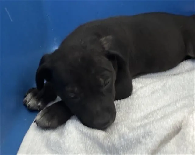 A baby medium-sized female Mixed Breed dog named London for adoption in Dallas, TX