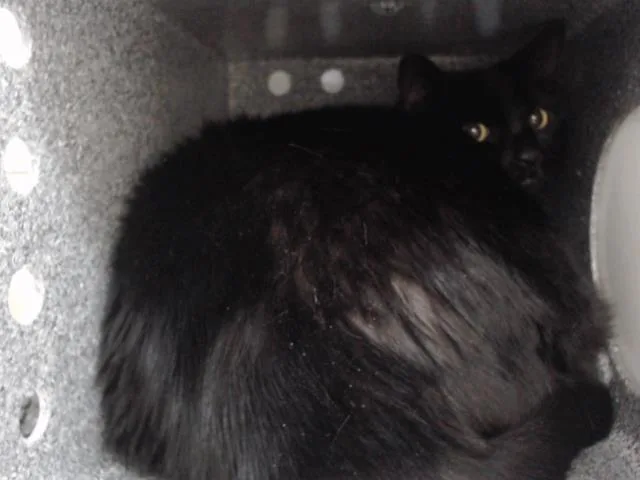 An adult large-sized female Domestic Short Hair cat named Sable for adoption in Orlando, FL