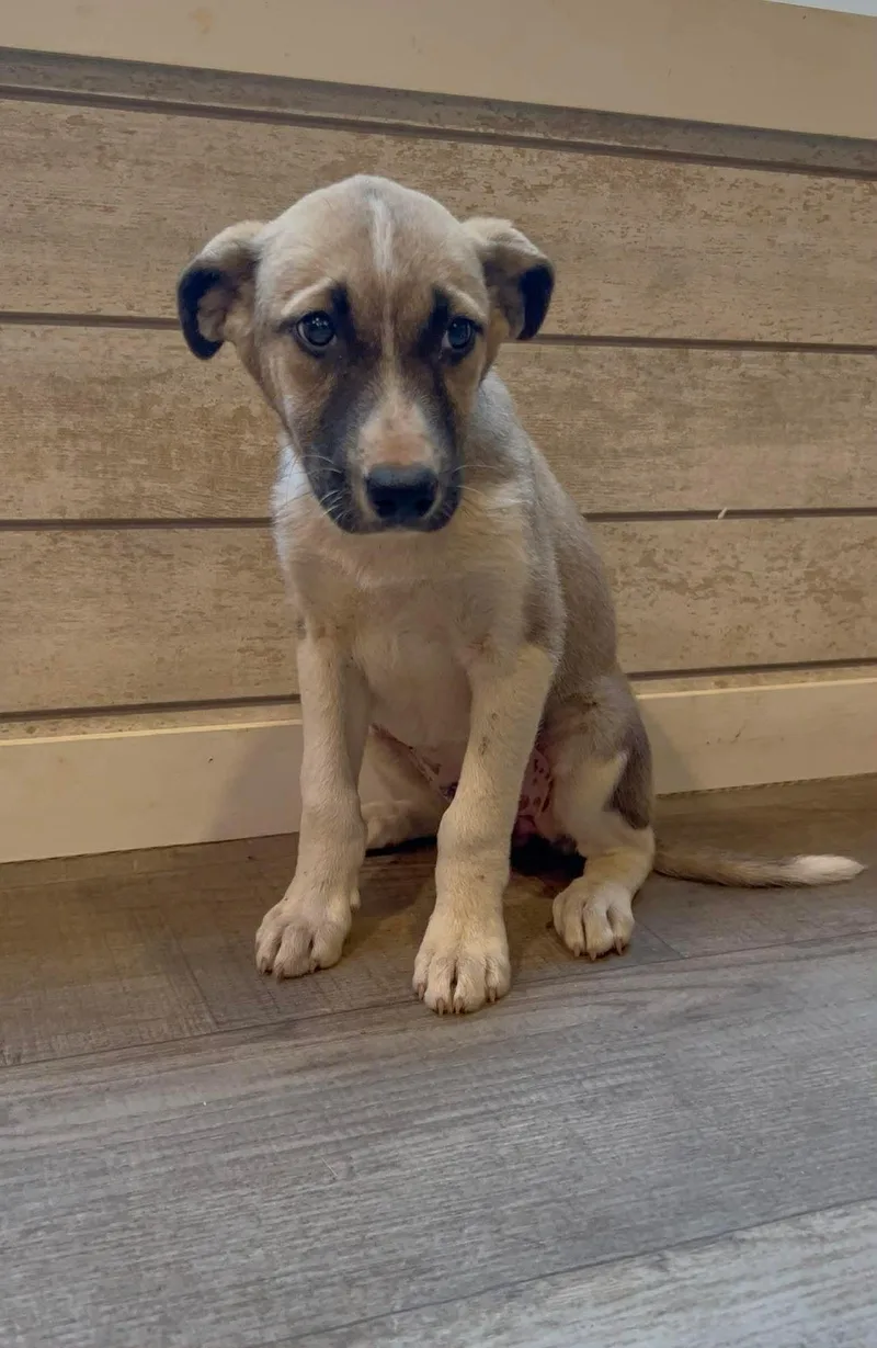 A baby large-sized female German Shepherd Dog dog named Orange for adoption in New Baltimore, MI