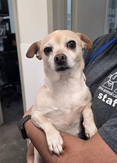 An adult small-sized female Chihuahua dog named Bonnie for adoption in Tucson, AZ