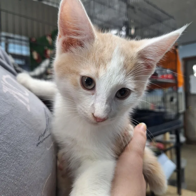 A baby medium-sized male Domestic Short Hair cat named Buttercup for adoption in Clarinda, IA
