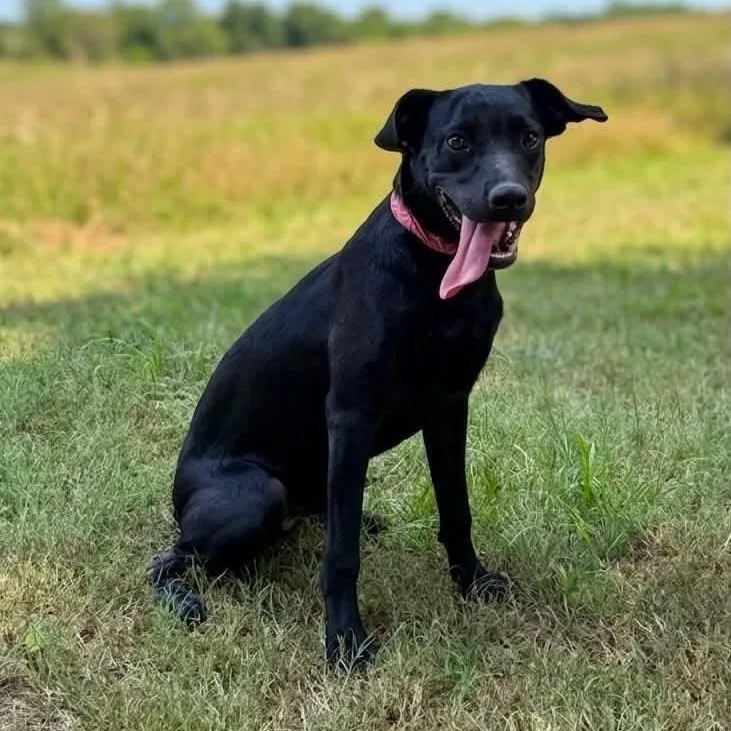 A baby medium-sized male Black Labrador Retriever dog named Scorpio for adoption in Caldwell, TX
