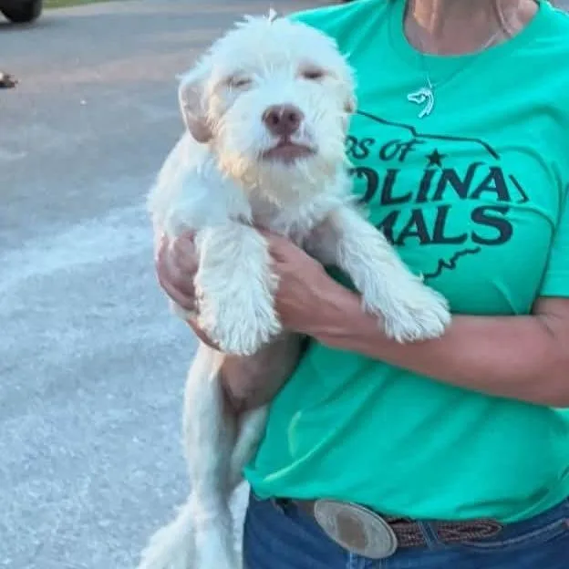 A baby small-sized female White / Cream Standard Schnauzer dog named Symphony for adoption in East Hanover, NJ