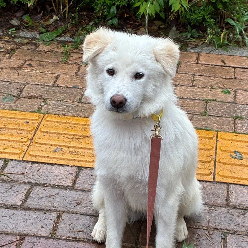 A young medium-sized male Japanese Spitz dog named Milky for adoption in DANVERS, MA