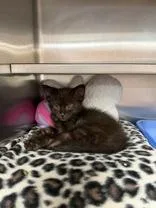 A young medium-sized male Black Domestic Short Hair cat named Gumbo for adoption in Manitowoc, WI