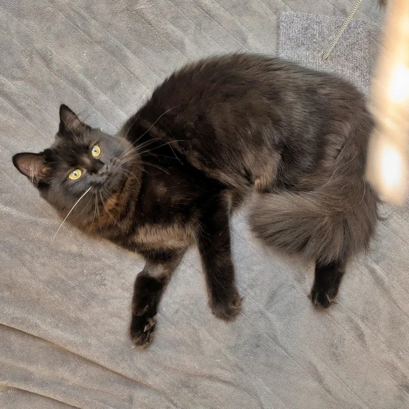 A young medium-sized male Domestic Medium Hair cat named Shippo & Kilala  for adoption in Hillsboro, OR