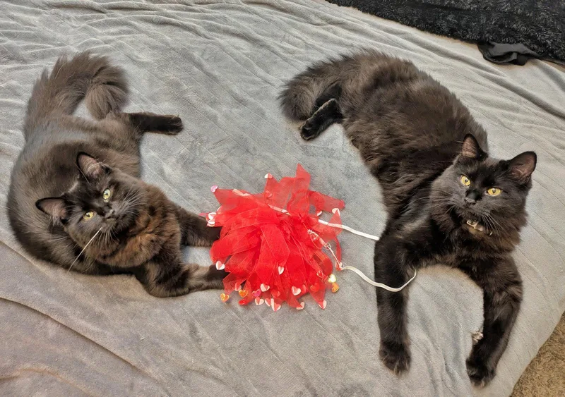 Shippo & Kilala  thumbnail 2