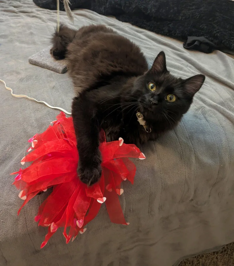 Shippo & Kilala  thumbnail 3