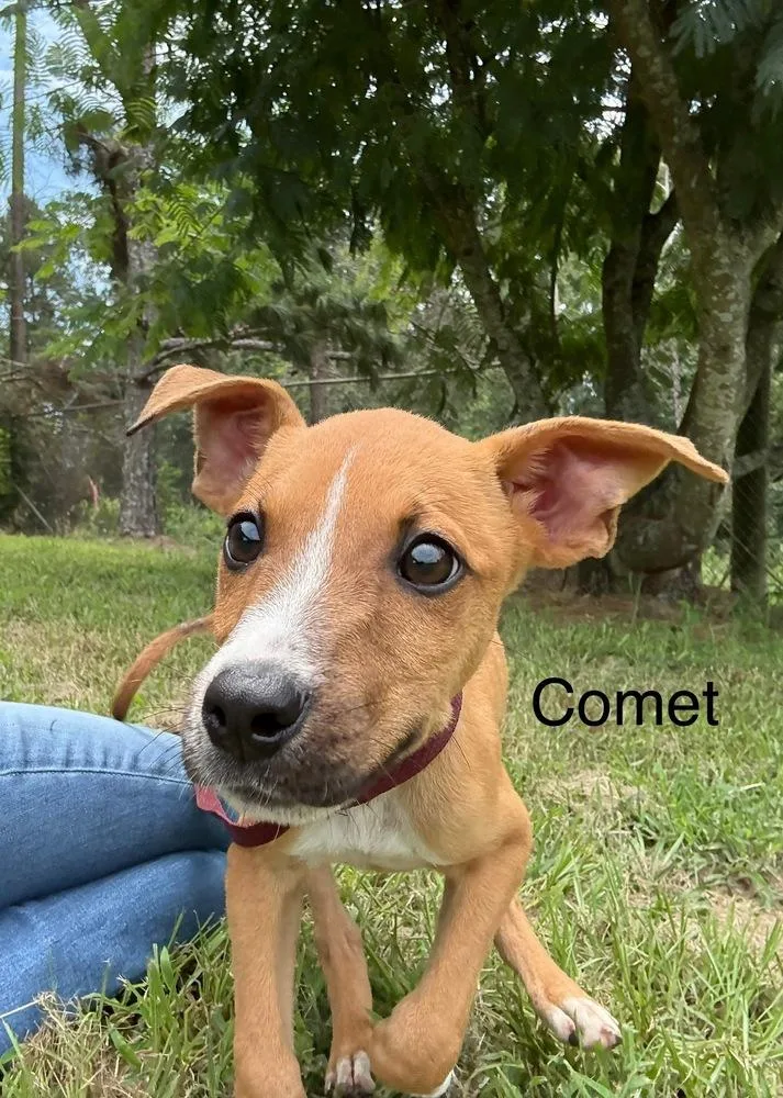 Comet thumbnail 5
