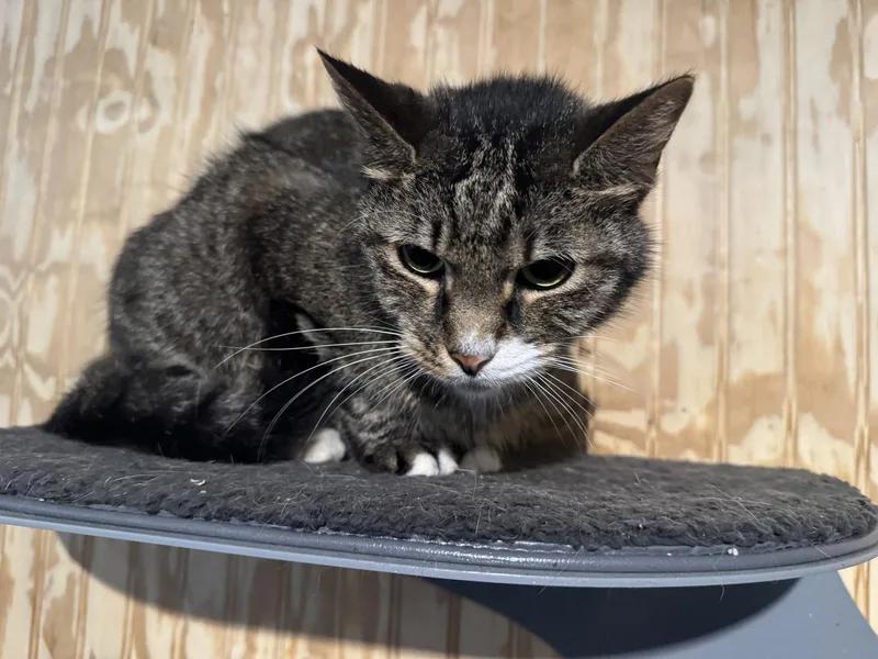 A senior medium-sized female Tabby cat named Piper for adoption in MONTGOMERY, TX