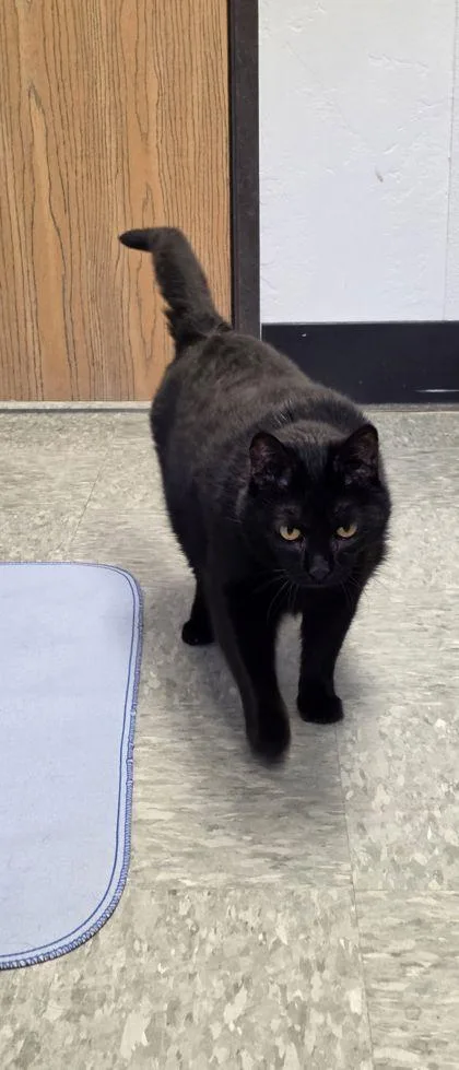 An adult large-sized male Domestic Short Hair cat named Batman for adoption in Shawano, WI