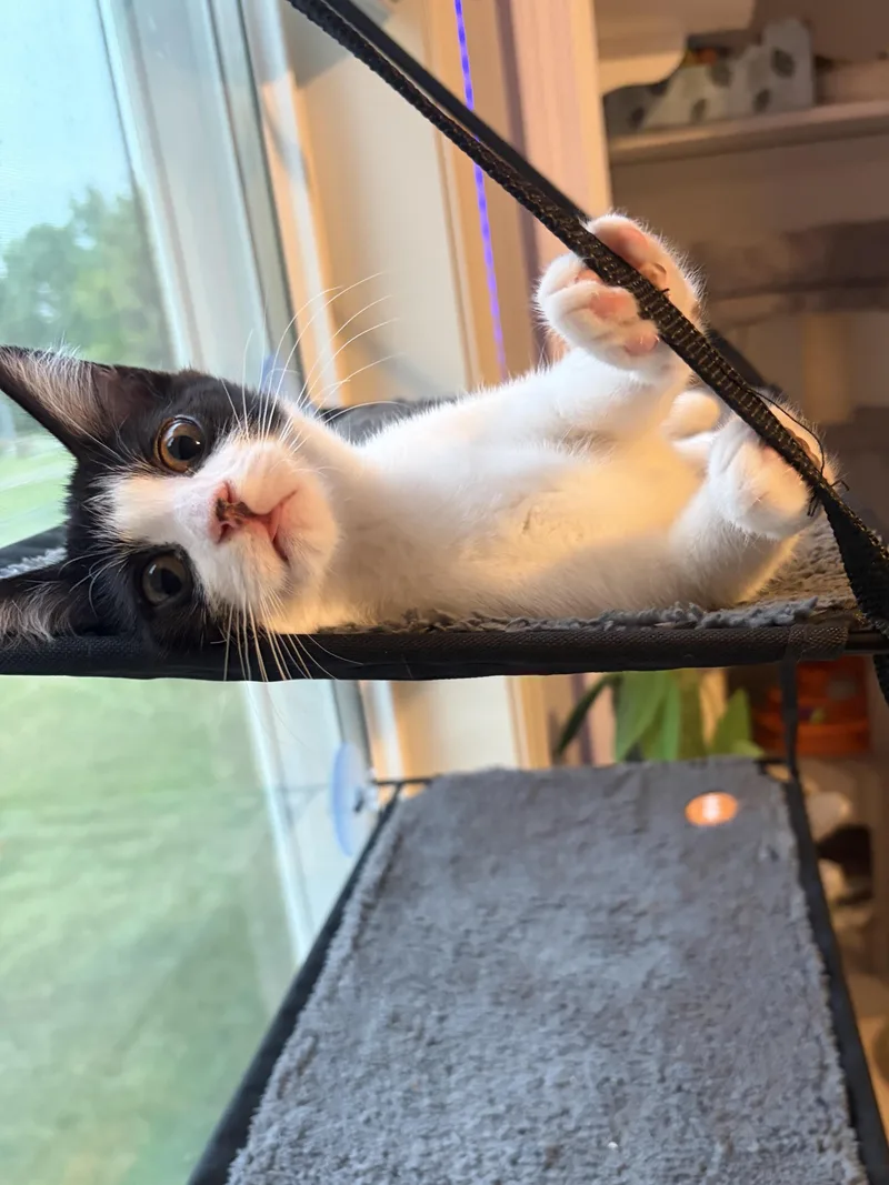 A baby medium-sized female Black & White / Tuxedo Domestic Short Hair cat named Josephine for adoption in South Lyon, MI