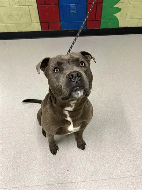 A young large-sized male Pit Bull Terrier dog named Quincy for adoption in Indianapolis, IN