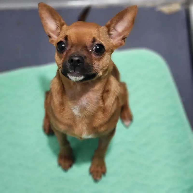 Cinnamon thumbnail 2