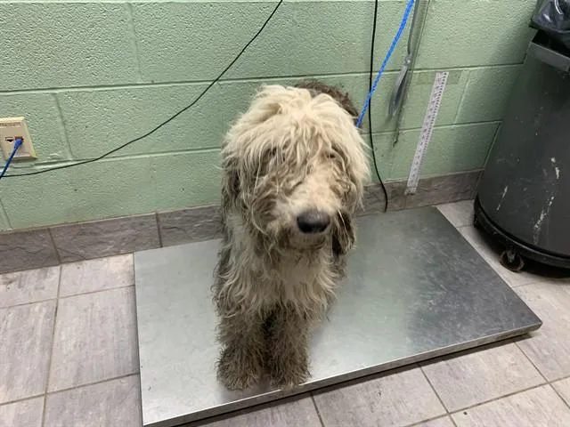 An adult large-sized female Old English Sheepdog dog named Maxine for adoption in Grand Prairie, TX