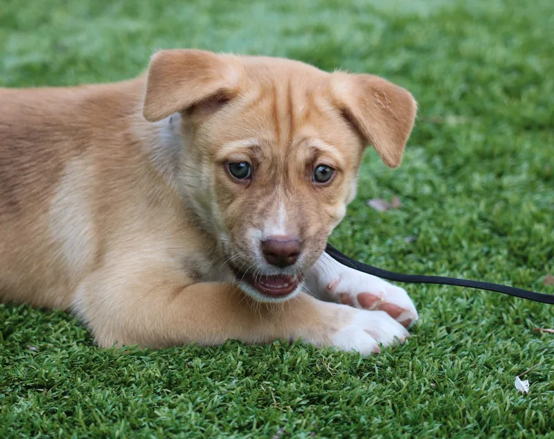 A baby large-sized female Yellow / Tan / Blond / Fawn Husky dog named Asha's Dreamer for adoption in San Diego, CA