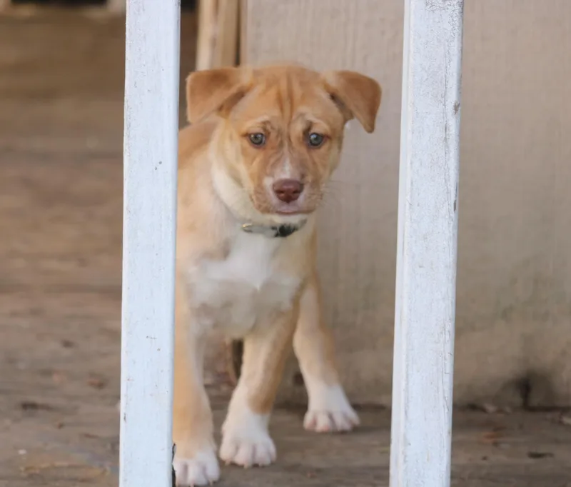 Asha's Dreamer thumbnail 2