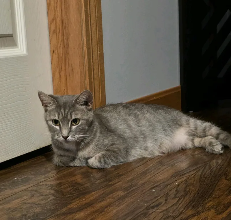 A young medium-sized female Tabby (Gray / Blue / Silver) Domestic Short Hair cat named Kiki for adoption in Greensburg, PA