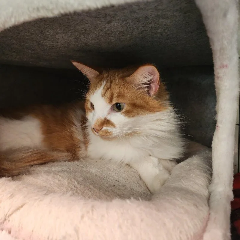 An adult large-sized male Domestic Long Hair cat named Ronald for adoption in Toms Brook, VA