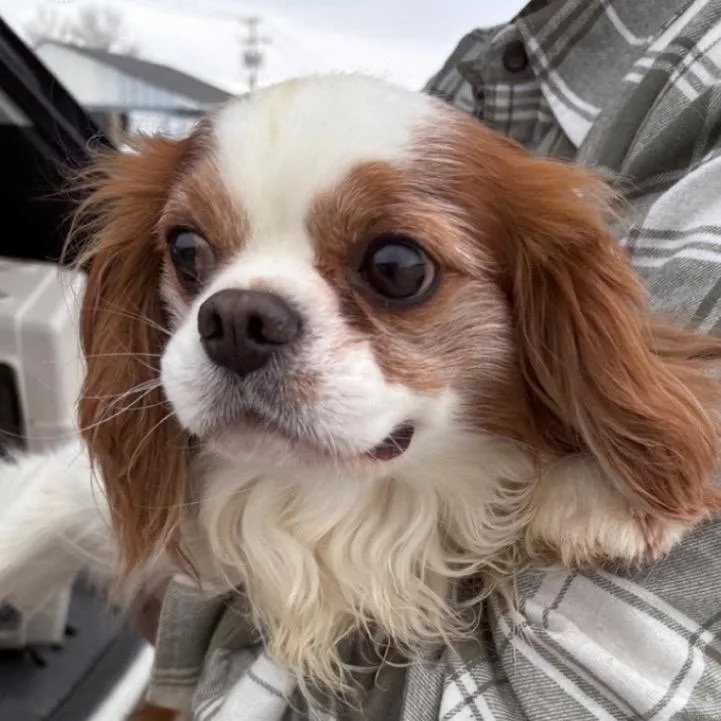 An adult small-sized male White / Cream Cavalier King Charles Spaniel dog named Phillip for adoption in Normal, IL