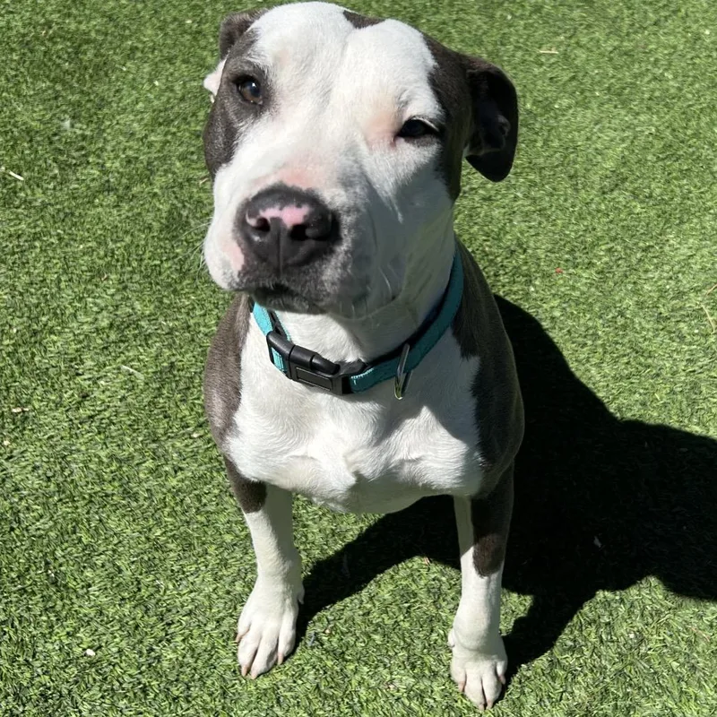 A young medium-sized female White / Cream Pit Bull Terrier dog named Delilah for adoption in Flagstaff, AZ