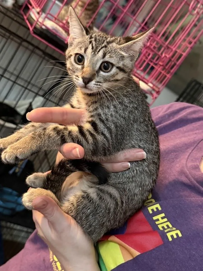 A baby small-sized female Domestic Short Hair cat named Bailey for adoption in Deltona, FL