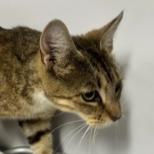 An adult medium-sized female Brown / Chocolate Domestic Short Hair cat named Zuzu for adoption in New York, NY