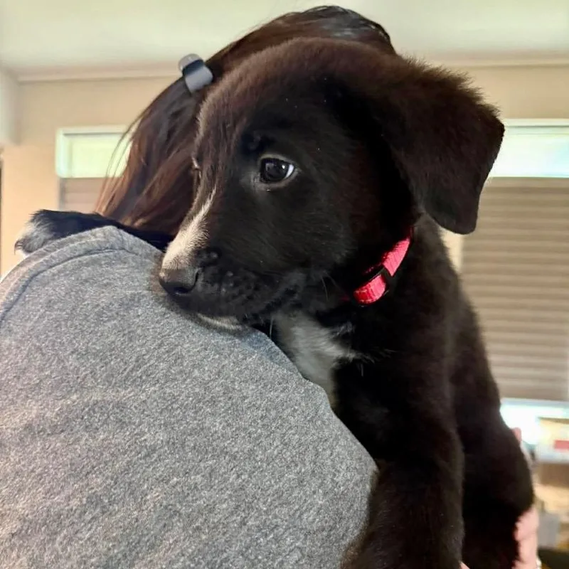 A young medium-sized male Black Border Collie dog named Cassian for adoption in The Woodlands, TX