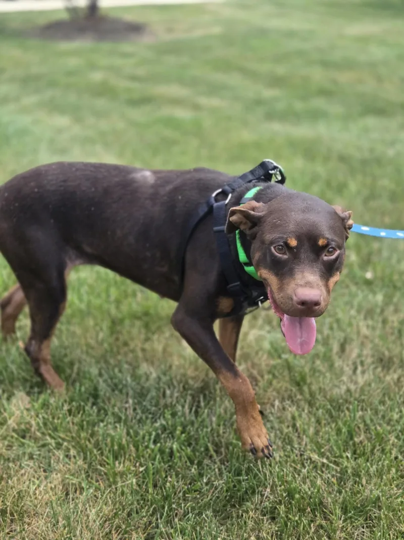 An adult medium-sized female Brown / Chocolate Doberman Pinscher dog named CoffeeBean for adoption in Joliet, IL