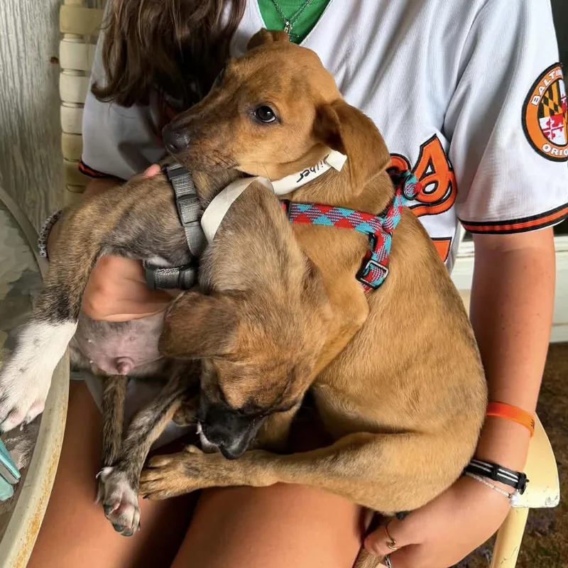 A baby medium-sized male Hound dog named Winston for adoption in Ellicott City, MD